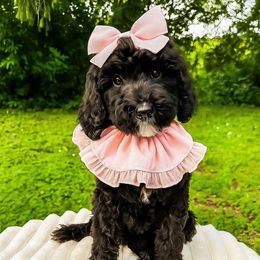 Monica - Black and white female Bernedoodle puppy in Amery, Wisconsin from Cornerstone Kennels