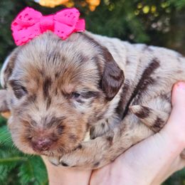 Goldendoodle, Golden Retriever, Labradoodle, and Labrador Retriever All Grown Up from Robertson's Retrievers & Doodles