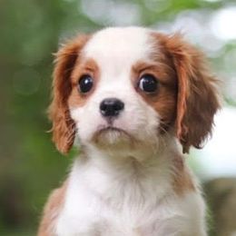 Cavalier King Charles Spaniels from Peters Cavaliers