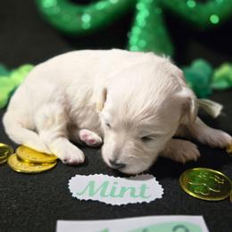 Lola - White female Maltipoo puppy in Sahuarita, Arizona from Cowgirl's Legacy Maltipoos