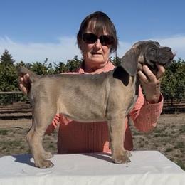 Mamma Mia - Fawn female Cane Corso puppy in Dayton, Oregon from BlackStar Cane Corso