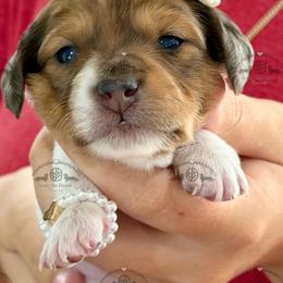 Miss. Pink-4600 - Dapple female Dachshund puppy in Sparr, Florida from From the Heart Doxies
