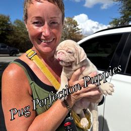 Pug Puppies from Pug Perfection Puppies