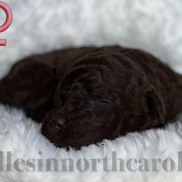 Amelia - Brown female Poodle puppy in Greenville, North Carolina from Grace Poodles