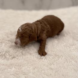 Teddy - Red  male Goldendoodle puppy in Kansas City, Kansas from Bella & Ivy’s Mini Goldendoodles of KC