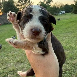 Tennessee - Brown and white male Aussiedoodle puppy in Four Oaks, North Carolina from RoseWest Farms