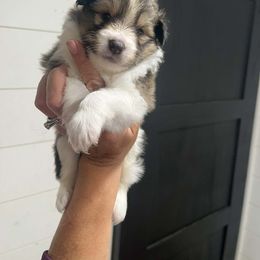 Laylee -  Sable Girl - Sable and white female Shetland Sheepdog puppy in Frazeysburg, Ohio from Mountain High Kennels