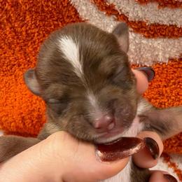 Bates - Chocolate and tan male Chihuahua puppy in Seneca, Missouri from Stephanie’s Puppy Colony