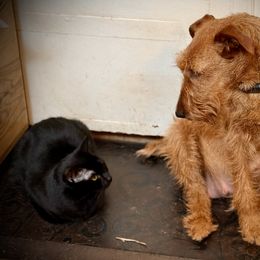 Irish Terrier and Scottish Terrier Puppies from Avonlea Terriers