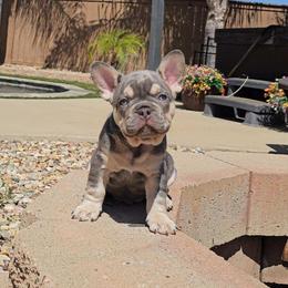 French Bulldog puppies from True Joy French Bulldogs