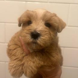 Sienna - Wheaten female Miniature Schnauzer puppy in Grayson, Kentucky from Seventh Heaven Schnauzers
