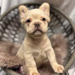 French Bulldog Puppies from SoCalFamilyFrenchies, Doodles and more