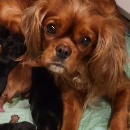 Cavalier King Charles Spaniels from Cavaliers by Patricia Green