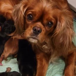 Cavalier King Charles Spaniels from Cavaliers by Patricia Green