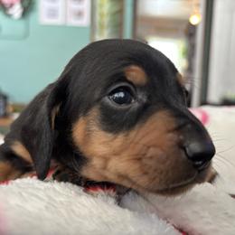 Paulie - Black and tan male Dachshund puppy in Jacksonville, North Carolina from Lizzie’s Doxies