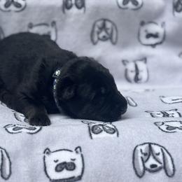 German Shepherd Puppies from Fancy GSDs