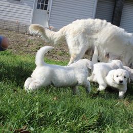 Golden Retriever Puppies from Hope Hollow Retrievers