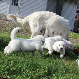 Golden Retriever Puppies from Hope Hollow Retrievers