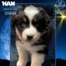 Han - Full Tail - Black tri-color male Australian Shepherd puppy in Albany, Georgia from Muckalee Lane Aussies