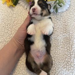 Pembroke Welsh Corgi Puppies from MG Corgis