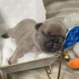 Love - Blue fawn female French Bulldog puppy in Peru, Indiana from Angie's Little Bostons And Frenchies
