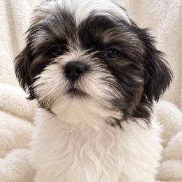 Cannon - Blue and white male Shih Tzu puppy in Tallahassee, Florida from Bows and Bow Ties