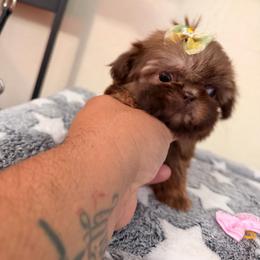 Lili - Chocolate female Shih Tzu puppy in Apple Valley, California from Garcia_shihtzu