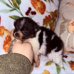 Iris - Black and tan parti female Pomeranian puppy in Lanett, Alabama from H.P.P