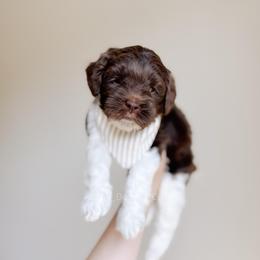 Toasty - Chocolate male Goldendoodle puppy in Syracuse, Indiana from The Doodle Cove