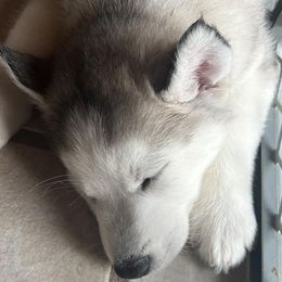 Pomskies and Siberian Huskies from Repurposed Paradise Farm