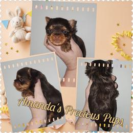 Max - Chocolate and tan male Yorkshire Terrier puppy in Wartburg, Tennessee from Amanda's Precious Pups