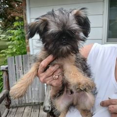 Big boy - Tan male Brussels Griffon puppy in Mayville, Michigan from Carol's Brussels Griffon