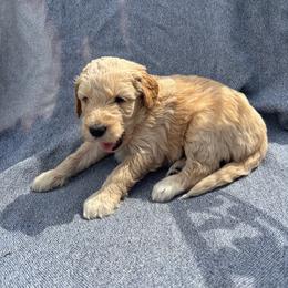 Bailey - Gold female Bordoodle puppy in Indianapolis, Indiana from Indiana Bordoodles