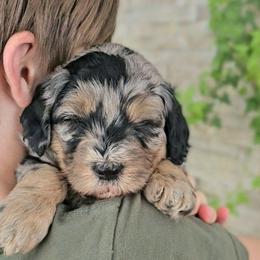 Thames Firth - Blue merle female Bernedoodle puppy in Marshall, Michigan from Whispering Aspen Homestead