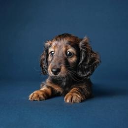 Alice - Red female Dachshund puppy in Danbury, New Hampshire from Maplewood Mountain Farm