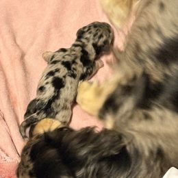 Mash - Dapple male Dachshund puppy in Missoula, Montana from The Dainty Dachshund