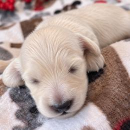 Leo - Cream male Dachshund puppy in Vanceburg, Kentucky from Hearts of Faith Long-Haired Dachshunds