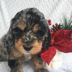 Nebula - female Australian Mountain Doodle puppy in Blairstown, Missouri from Shepherd Hill Doodles