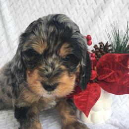 Nebula - female Australian Mountain Doodle puppy in Blairstown, Missouri from Shepherd Hill Doodles