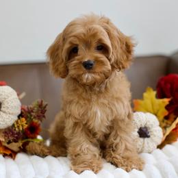 Burgundy - Red male Cavapoo puppy in Queen Creek, Arizona from Dulcito Doodles