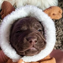 Labrador Retriever Puppies from Winchester Kennels