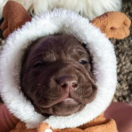 Labrador Retriever Puppies from Winchester Kennels