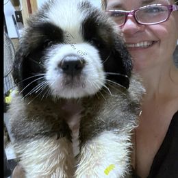 Yellow male - Mahogany and white male Saint Bernard puppy in New Philadelphia, Ohio from Fletchers Saints