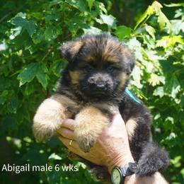 Blue collar - Black and red male German Shepherd puppy in Chrisney, Indiana from Indiana German Shepherds