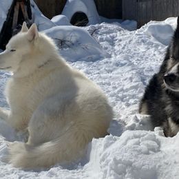 Siberian Huskies from MidNight Howls.