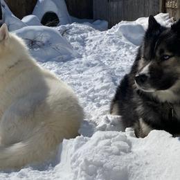Siberian Huskies from MidNight Howls.