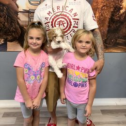 Goldendoodle Puppies from Labradoodleday