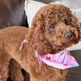 Bernedoodles and Poodles from Happy Tails Doodles