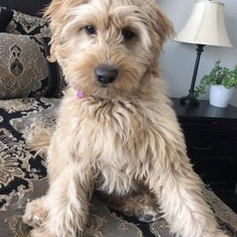 Bernedoodle and Goldendoodle Puppies from It’s A Puppy Thing