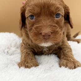 Hot Pink - Red female Australian Labradoodle puppy in Antelope, California from Adorable Labradoodle